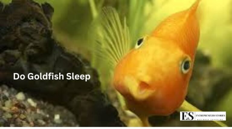 Do goldfish sleep?